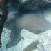 Photo of SIT Study Abroad: Panama - Tropical Ecology, Marine Ecosystems, and Biodiversity Conservation