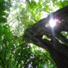 A student studying abroad with CIEE: Monteverde - Summer Tropical Ecology and Conservation