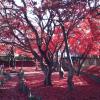 A student studying abroad with Exchange: Iwate - Iwate University