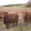 A student studying abroad with GlobaLinks Learning Abroad: Stirling - University of Stirling