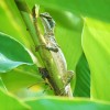 A student studying abroad with CIEE: Monteverde - Summer Tropical Ecology and Conservation
