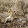 A student studying abroad with The School for Field Studies / SFS: Kenya & Tanzania - Wildlife Management Studies