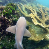 A student studying abroad with The School for Field Studies / SFS: Panama - Tropical Island Biodiversity Studies