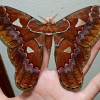 A student studying abroad with Round River Conservation Studies: Costa Rica – The Osa Peninsula