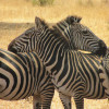 A student studying abroad with The School for Field Studies / SFS: Tanzania - Wildlife Management Studies