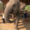 A student studying abroad with International Business Seminars: Winter SE Asia - Thailand and Vietnam in 13 Days!
