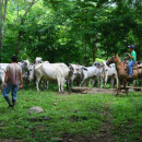 Study Abroad Reviews for ECOFARMS Panama: Jungle Farming Program