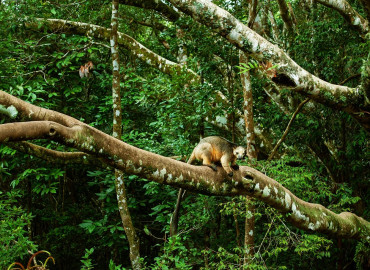 Study Abroad Reviews for The School for Field Studies / SFS: Australia & New Zealand - Rainforest Studies