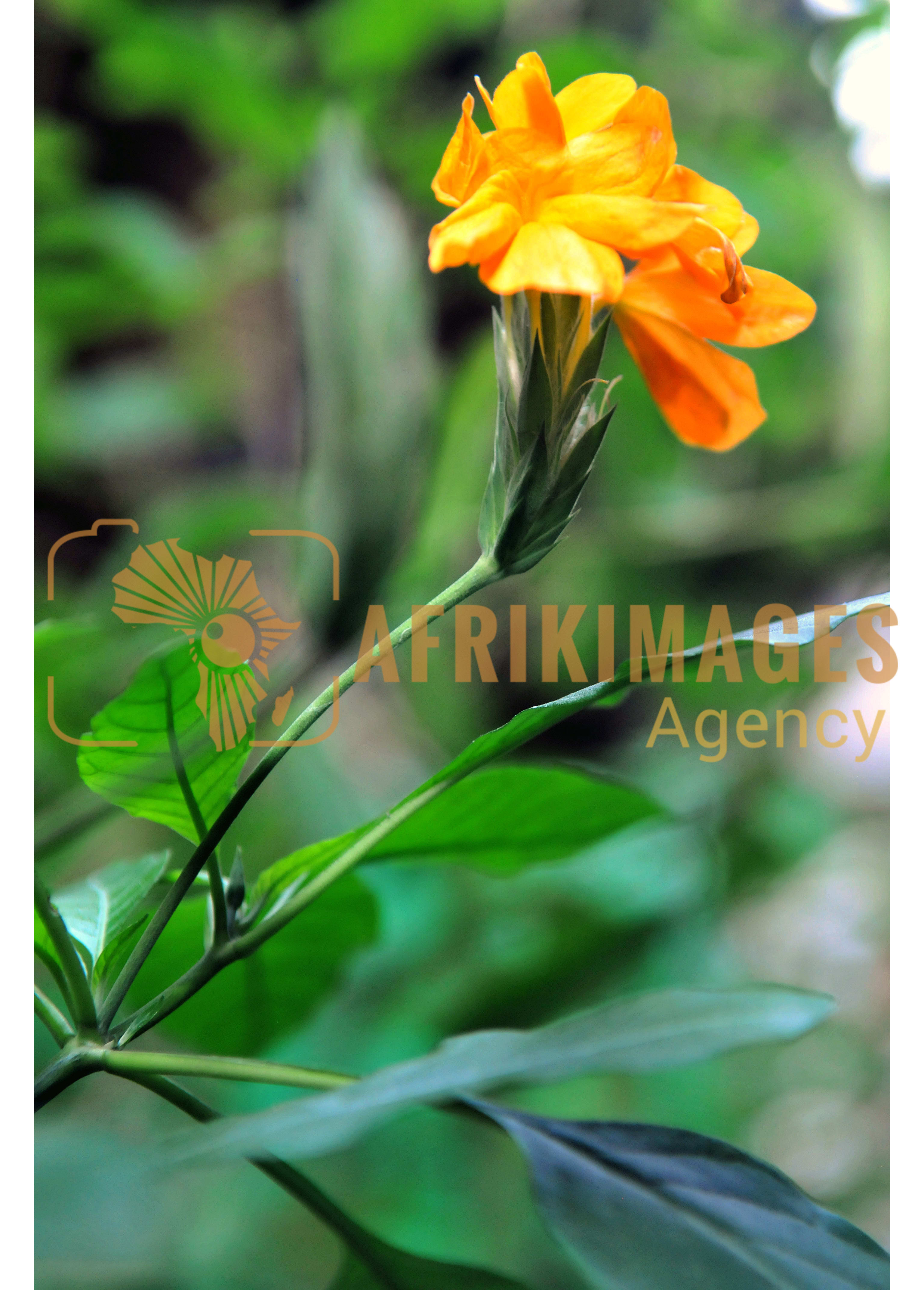 Afrikimages flore du gabon