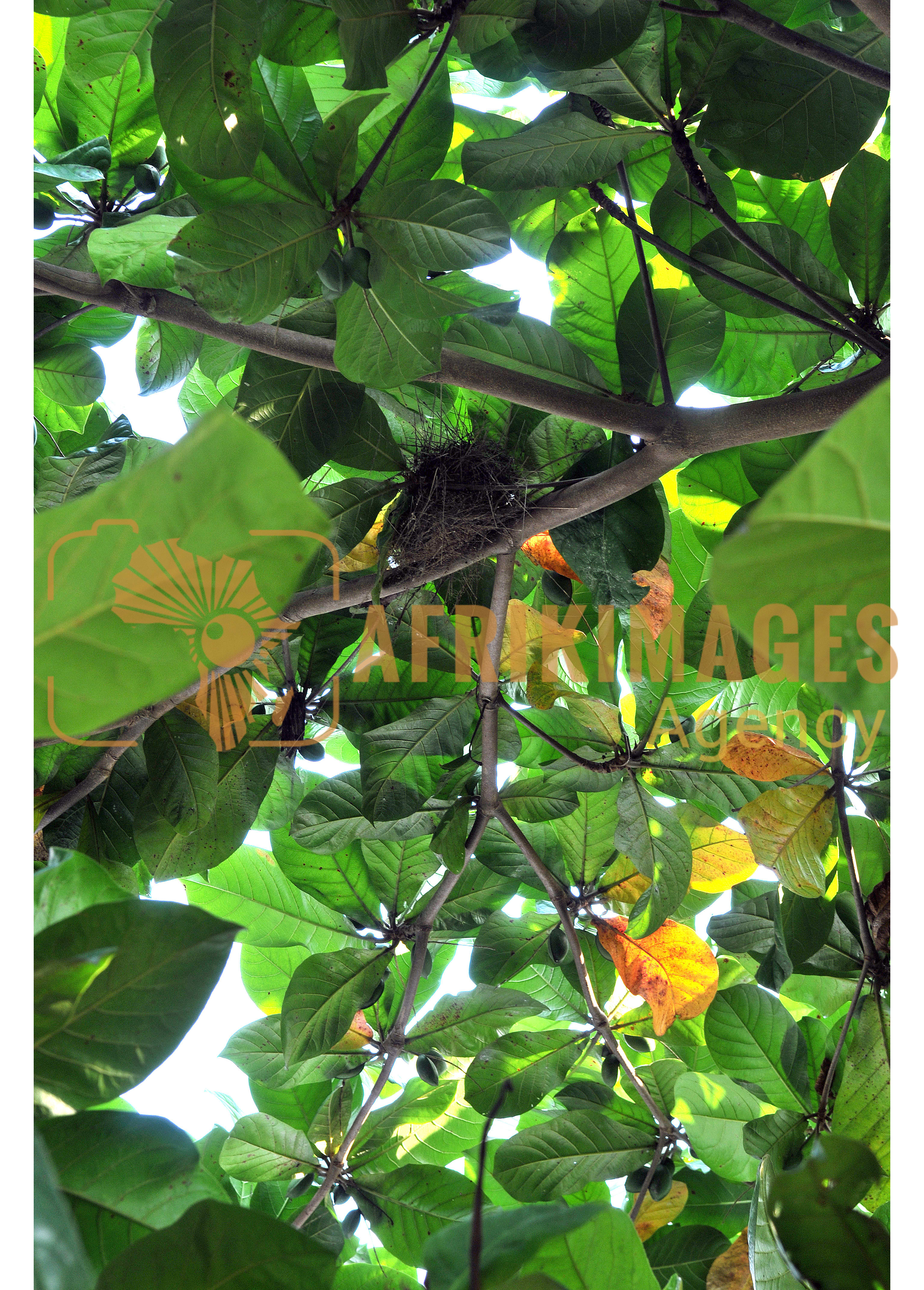Afrikimages flore du gabon
