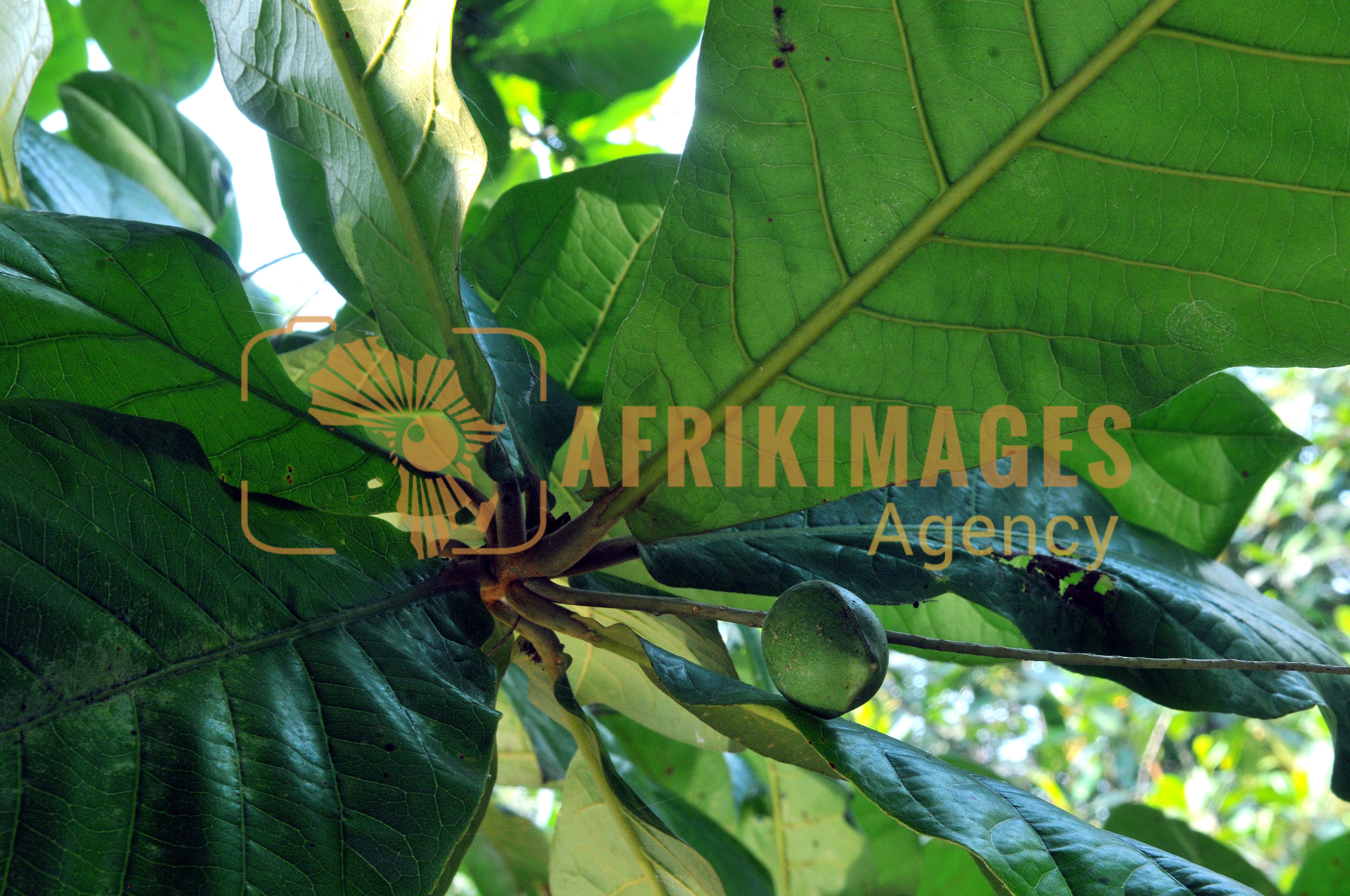 Afrikimages flore du gabon