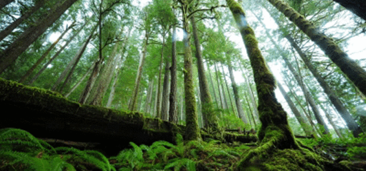 The Kokoda Track