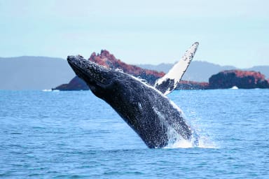 Whale migration along the Miramar Beach, Half Moon Bay, California coastline.