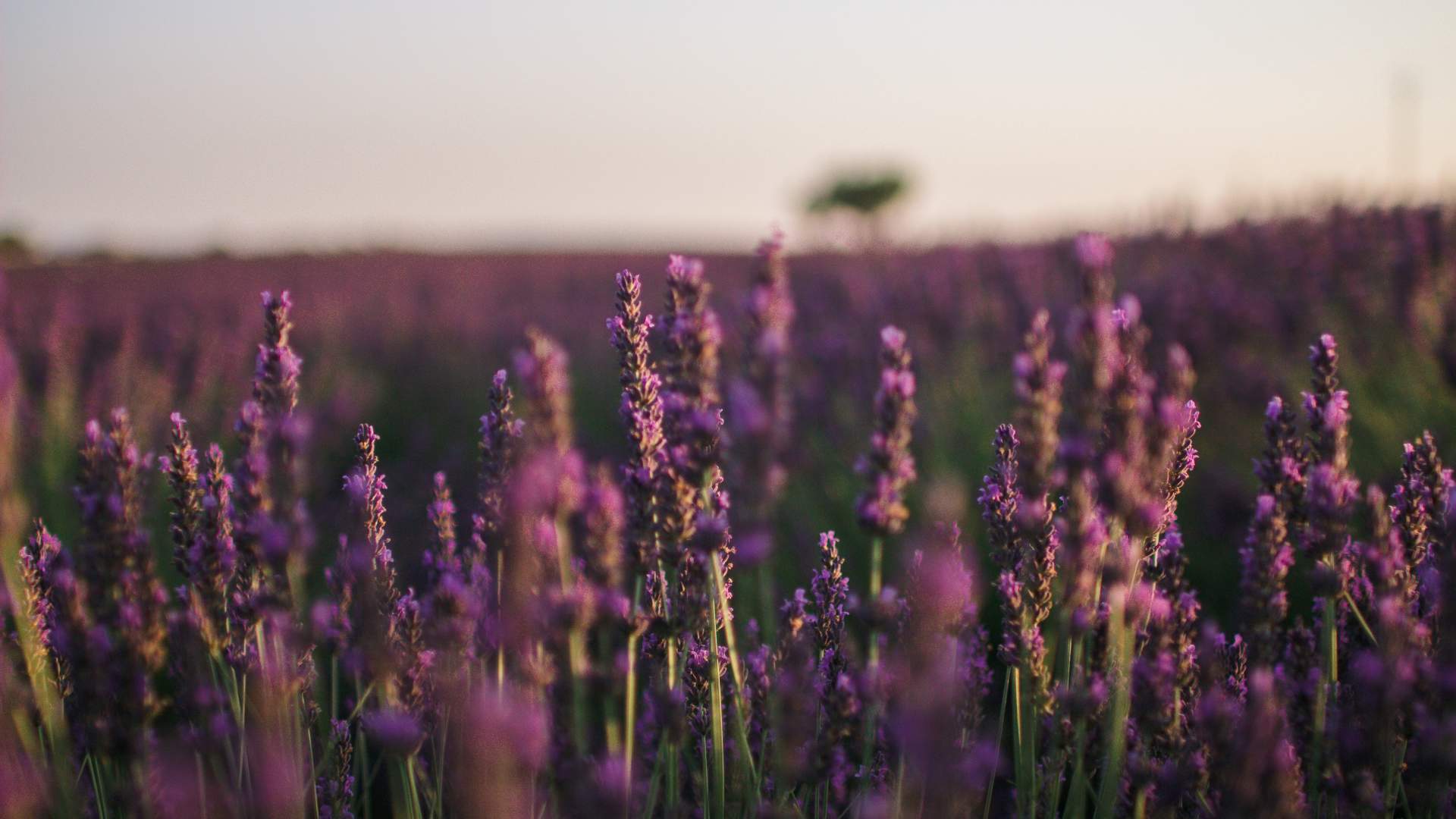 Holiday rentals in Provence