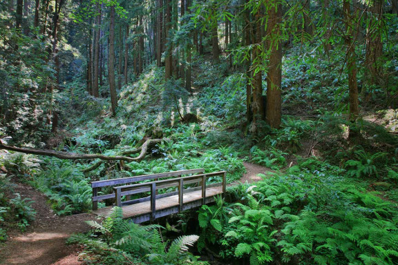 Explore Purisima Redwoods, California