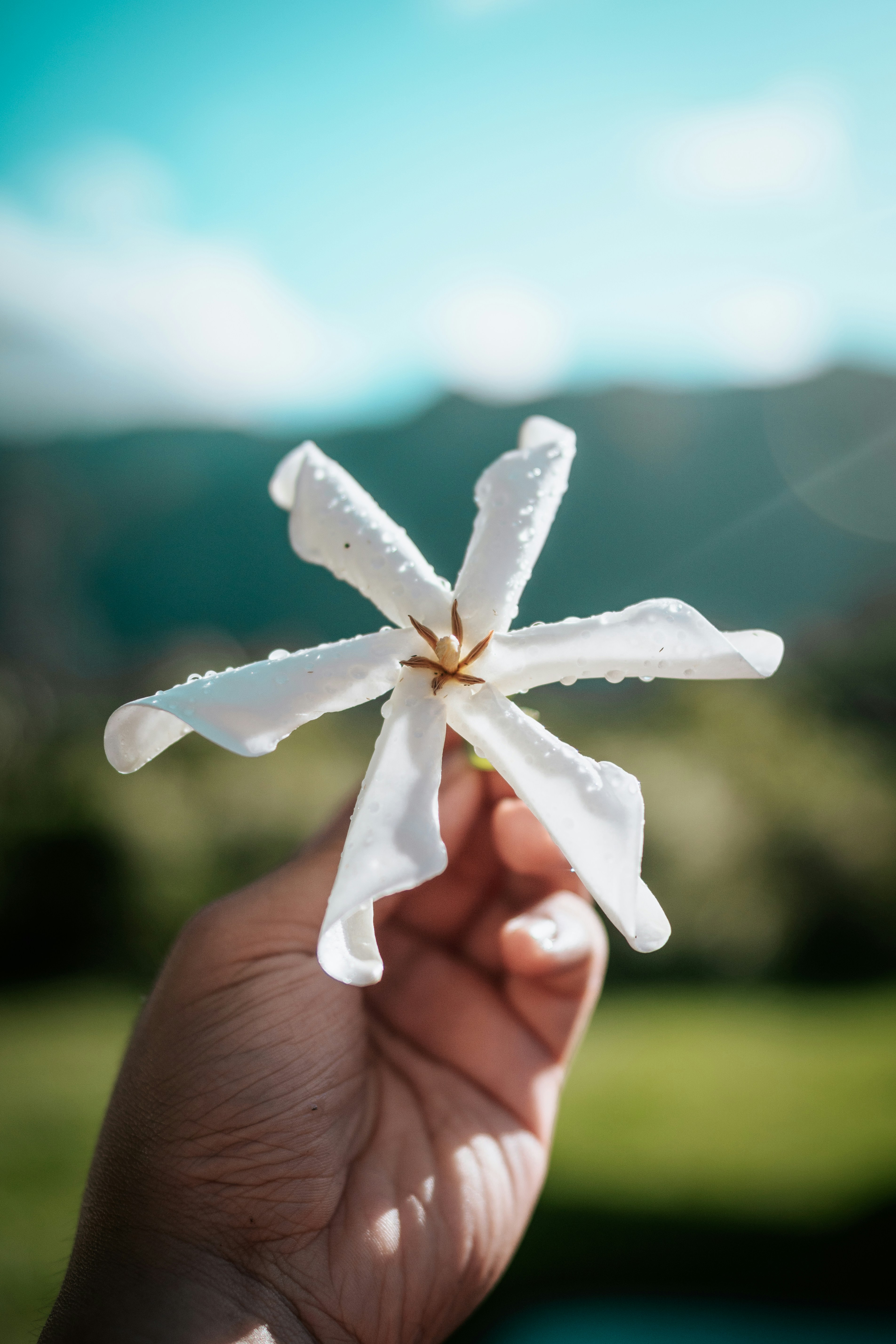 Tiare flower in French Polynesia