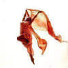 Photograph from Five Watzes by Brahms in the Manner of Isadora Duncan