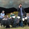 Kieran Hill as James, with flock of Herdwick sheep, in The Shepherd's Life