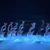 ENB's Swan Lake