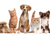 Animal Related Business in Cairns