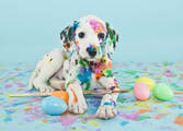 Animal Related Business in Wagga Wagga