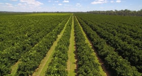 Rural / Farming commercial property for sale at 8118 Lachlan Valley Way Forbes NSW 2871