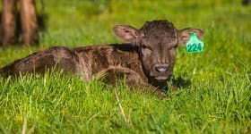 Rural / Farming commercial property for sale at 1570 Moyhu Meadow Creek Road Meadow Creek VIC 3678