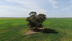 Rural / Farming commercial property for sale at 1842 Matong North Road Cowabbie NSW 2652