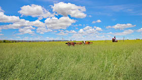Rural / Farming commercial property sold at 'Wirra Farm' 453 Calvale Road Biloela QLD 4715