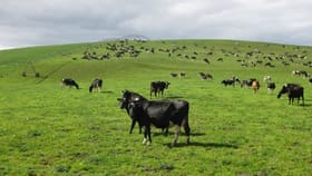 Rural / Farming commercial property for sale at 103 Ralstons Road Nabageena TAS 7330