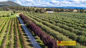 Rural / Farming commercial property for sale at 66 Pipeclay Lane Mudgee NSW 2850