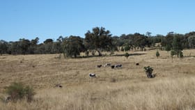 Rural / Farming commercial property for sale at 3797 Bruxner Way Tenterfield NSW 2372