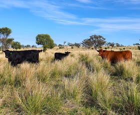 Rural / Farming commercial property sold at 6858 Warialda Road Yetman NSW 2410