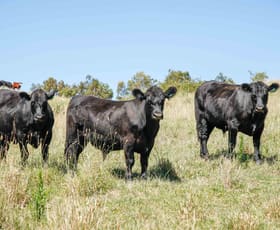 Rural / Farming commercial property sold at 365 Hanworth Road Taralga NSW 2580