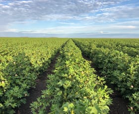 Rural / Farming commercial property for sale at Jandowae QLD 4410