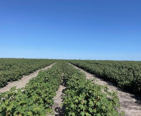 Rural / Farming commercial property for sale at Jandowae QLD 4410