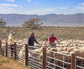 Rural / Farming commercial property sold at 'Wilkatana Station' Wilkatana Road Yarrah SA 5433