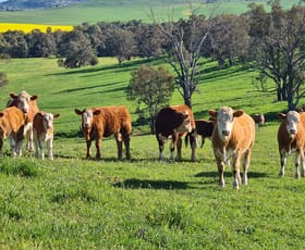 Rural / Farming commercial property for sale at 4781 Muttama Road Cootamundra NSW 2590