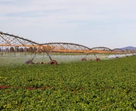 Rural / Farming commercial property for sale at 2451 Lachlan River Road Hillston NSW 2675