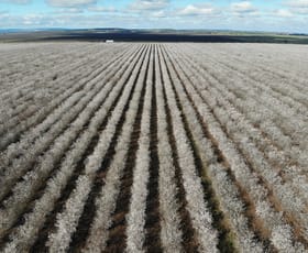 Rural / Farming commercial property for sale at Tharbogang NSW 2680 Rural / Farming commercial property for sale at Tharbogang NSW 2680