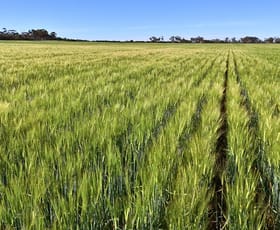 Rural / Farming commercial property for sale at 1650 Dulyalbin Road South Bodallin WA 6424
