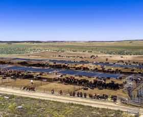 Rural / Farming commercial property for sale at 1156 Parrakie North Road Lameroo SA 5302