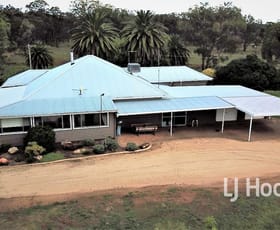 Rural / Farming commercial property for lease at 356 Eddy Park Lane Inverell NSW 2360