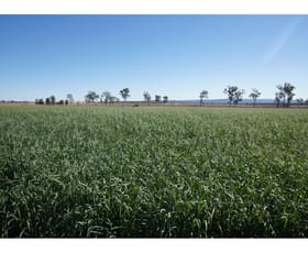 Rural / Farming commercial property sold at Lester Road Morton Vale QLD 4343