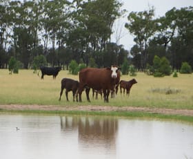 Rural / Farming commercial property sold at 1958 ACRES GRAZING Tara QLD 4421