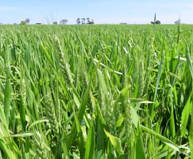 Rural / Farming commercial property for sale at Lot 1 V&A Lane Maaoupe SA 5277