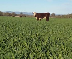 Rural / Farming commercial property sold at 605 ACRES CATTLE GRAZING Jandowae QLD 4410 Rural / Farming commercial property sold at 605 ACRES CATTLE GRAZING Jandowae QLD 4410