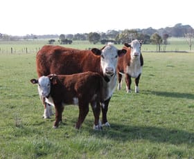 Rural / Farming commercial property sold at 1195 Larpent Road Larpent VIC 3249