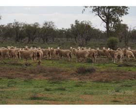 Rural / Farming commercial property sold at . Mundiwa and Twin Rivers Brewarrina NSW 2839