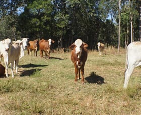 Rural / Farming commercial property sold at 145 Elvins Road Eton QLD 4741